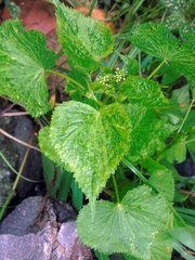 Spananthe paniculata