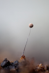 Paradiacheopsis longipes