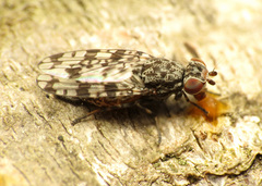 Pseudotephritis corticalis
