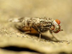 Pseudotephritis corticalis