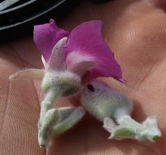 Podalyria hirsuta