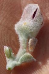 Podalyria hirsuta