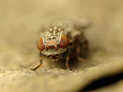 Pseudotephritis corticalis