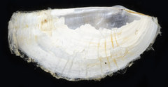 Pandora bilirata