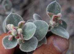 Podalyria hirsuta