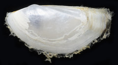 Pandora bilirata