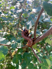 Citheronia splendens