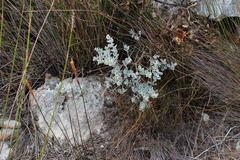 Podalyria hirsuta
