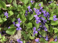 Viola reichenbachiana