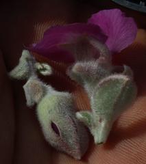 Podalyria hirsuta