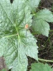 Leiobunum bracchiolum