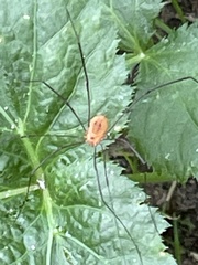 Leiobunum bracchiolum