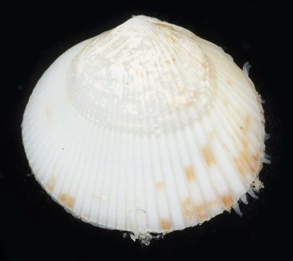 Low-rib Cockle