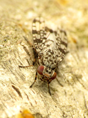 Pseudotephritis corticalis