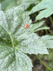 Leiobunum bracchiolum