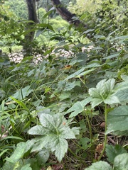 Leiobunum bracchiolum
