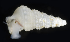 Lirobittium munitum