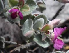 Podalyria hirsuta