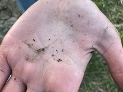 Palaemon kadiakensis