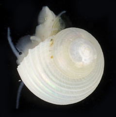 Margarites salmoneus