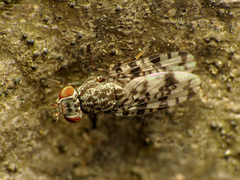 Pseudotephritis corticalis