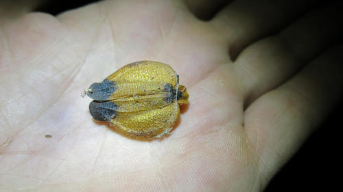 Photo of Tailed Net-winged Beetle (Lycus trabeatus)
