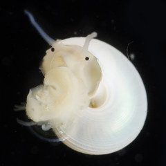 Margarites salmoneus