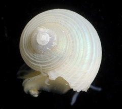 Margarites salmoneus