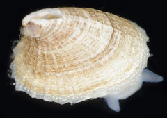 Puncturella galeata