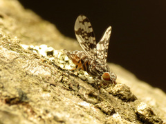 Pseudotephritis corticalis