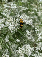 Megacyllene decora