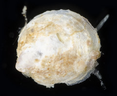 Crepipatella lingulata