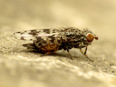 Pseudotephritis corticalis