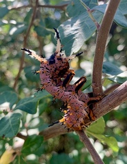 Citheronia splendens