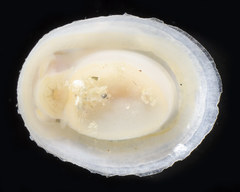 Niveotectura funiculata