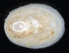 Niveotectura funiculata