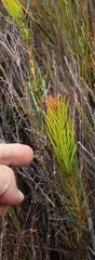 Protea subulifolia