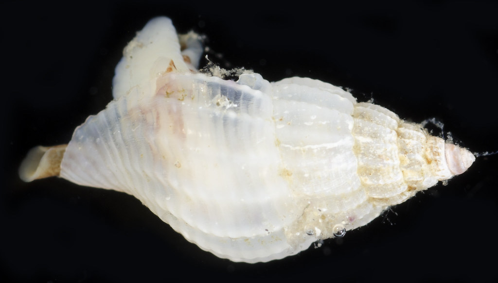 Oenopota elegans