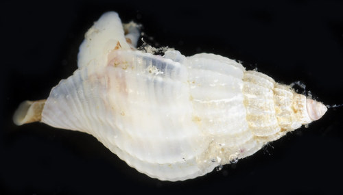 Oenopota