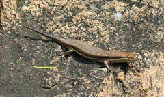 Trachylepis varia