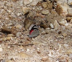 Diaethria eluina
