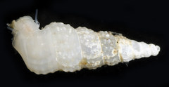 Lirobittium munitum