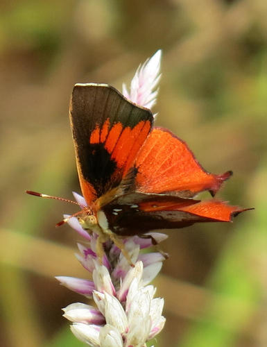 Bush Scarlet