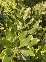 Euclea racemosa sinuata