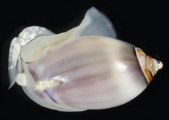 Callianax
