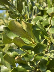 Euclea racemosa sinuata