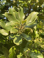 Euclea racemosa sinuata