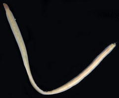 Cerebratulus