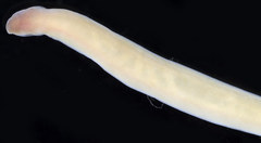Cerebratulus