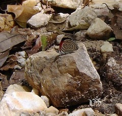 Diaethria eluina
